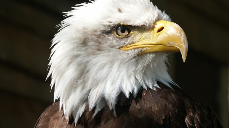 Eagle hawk is nearly about extinct